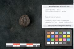 Foto (Objekt + Etikett) von Spondylostrobus smythii F.V. Mueller (NHMW-GEO-2024-0188-10401)
